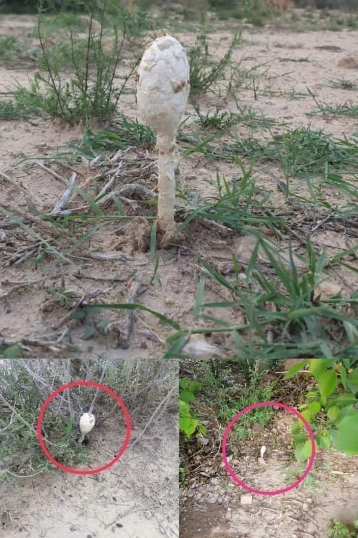 موسم برسات کی ایک خوراک